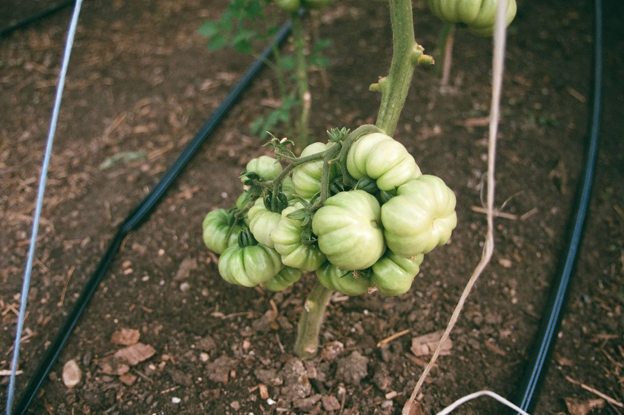 Tomatoes growing at the SAP